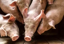 Gran Corte anuncia novas regras de bem-estar para suínos