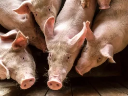 Gran Corte anuncia novas regras de bem-estar para suínos