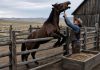 Cavalo testa positivo para raiva e 139 propriedades serão notificadas em MT