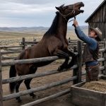 Cavalo testa positivo para raiva e 139 propriedades serão notificadas em MT