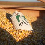 Milho bate 58 milhões de toneladas na safra 25/26 e MT atinge novo recorde de produção, revela IMEA