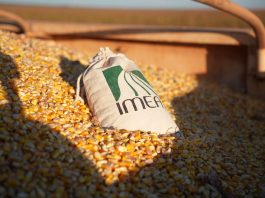 Milho bate 58 milhões de toneladas na safra 25/26 e MT atinge novo recorde de produção, revela IMEA