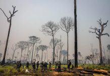 Projeto reduz Flona do Jamanxim e amplia debate sobre Amazônia