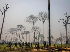 Projeto reduz Flona do Jamanxim e amplia debate sobre Amazônia