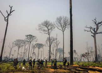 Projeto reduz Flona do Jamanxim e amplia debate sobre Amazônia