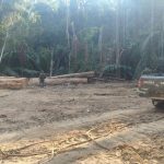 PM apreende 110 toras de madeira em reserva ambiental de Colniza