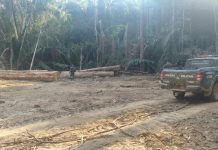 PM apreende 110 toras de madeira em reserva ambiental de Colniza