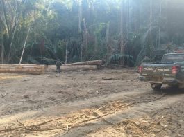 PM apreende 110 toras de madeira em reserva ambiental de Colniza