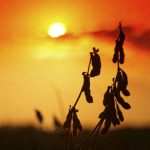 Em ano de El Niño, Mapa recebe da Embrapa 163 medidas para gestão de riscos climáticos no campo