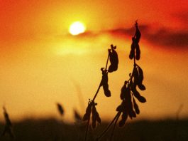 Em ano de El Niño, Mapa recebe da Embrapa 163 medidas para gestão de riscos climáticos no campo