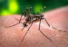 Dengue chega a 878 casos e três mortes em Cuiabá em 2026