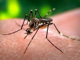 Dengue chega a 878 casos e três mortes em Cuiabá em 2026