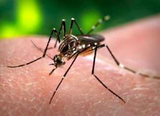 Dengue chega a 878 casos e três mortes em Cuiabá em 2026