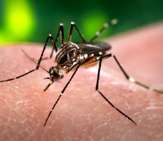 Dengue chega a 878 casos e três mortes em Cuiabá em 2026