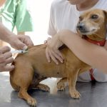 Última etapa da vacinação antirrábica será realizada hoje em Vera