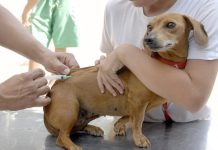 Última etapa da vacinação antirrábica será realizada hoje em Vera