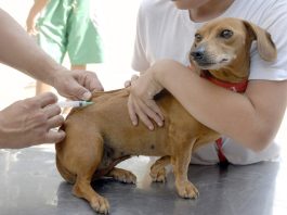 Última etapa da vacinação antirrábica será realizada hoje em Vera