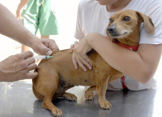 Última etapa da vacinação antirrábica será realizada hoje em Vera