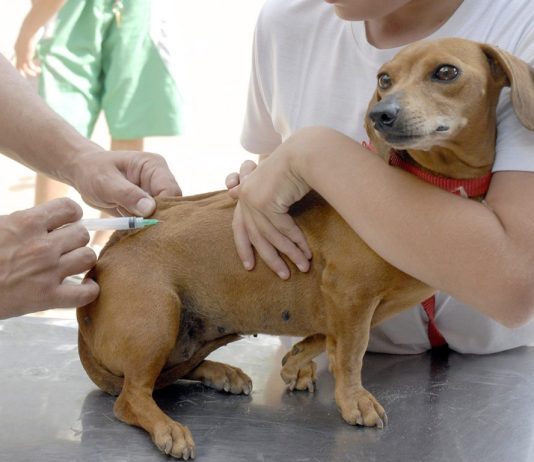 Última etapa da vacinação antirrábica será realizada hoje em Vera