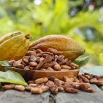 Cacau brasileiro ganha força na Europa com produção sustentável e rastreabilidade
