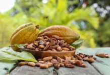 Cacau brasileiro ganha força na Europa com produção sustentável e rastreabilidade