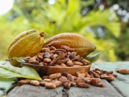 Cacau brasileiro ganha força na Europa com produção sustentável e rastreabilidade
