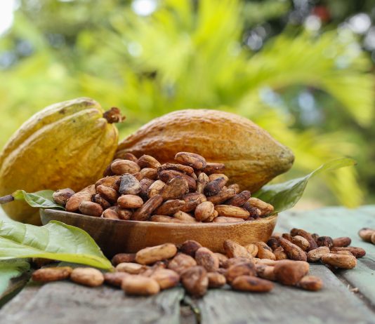 Cacau brasileiro ganha força na Europa com produção sustentável e rastreabilidade