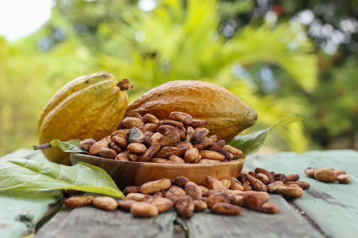 cocoa beans and fruits - Theobroma cacao L. image, close-up image
