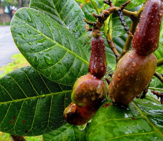 Novo ciclo: primeiras pancadas anunciam fim da seca em MT