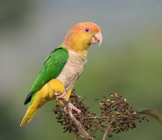 Ave ameaçada de extinção é registrada entre Colíder e Nova Canaã