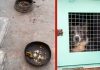 Animal morre após resgate de oito em suposto canil em Cuiabá