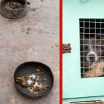 Animal morre após resgate de oito em suposto canil em Cuiabá