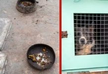 Animal morre após resgate de oito em suposto canil em Cuiabá