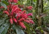 Planta de flores grandes encontrada entre Alta Floresta e o sul do Pará parece ter sido moldada para receber beija-flores
