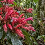 Planta de flores grandes encontrada entre Alta Floresta e o sul do Pará parece ter sido moldada para receber beija-flores