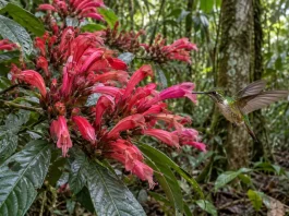 Planta de flores grandes encontrada entre Alta Floresta e o sul do Pará parece ter sido moldada para receber beija-flores