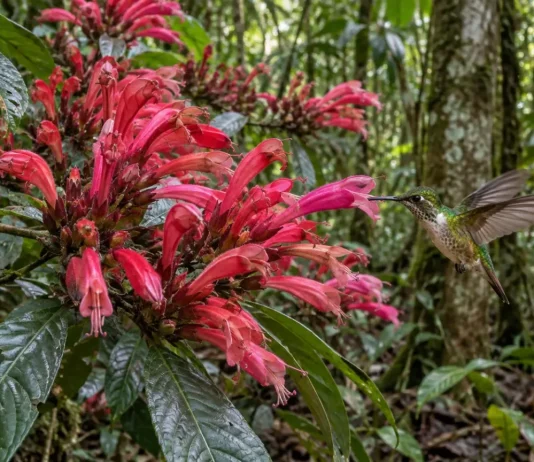 Planta de flores grandes encontrada entre Alta Floresta e o sul do Pará parece ter sido moldada para receber beija-flores