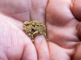 Empresas compraram R$ 537 mi em ouro de garimpos autuados por mercúrio irregular