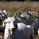 Mato Grosso mantém liderança nacional no abate de bovinos com 1,81 milhão de cabeças