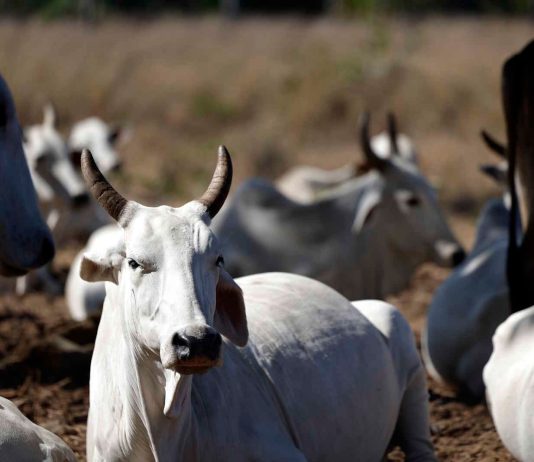 Mato Grosso mantém liderança nacional no abate de bovinos com 1,81 milhão de cabeças