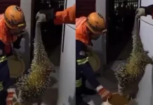 Porco-espinho invade banheiro de casa e é resgatado por bombeiros em Sorriso
