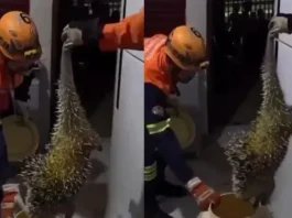Porco-espinho invade banheiro de casa e é resgatado por bombeiros em Sorriso