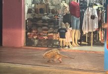 “Bom de drible”, porco-espinho some após aparecer em avenida de Alta Floresta
