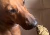 Jovem é presa após vídeo com maconha e cachorro em Sorriso