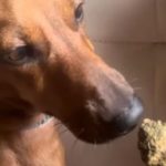 Jovem é presa após vídeo com maconha e cachorro em Sorriso