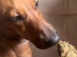 Jovem é presa após vídeo com maconha e cachorro em Sorriso