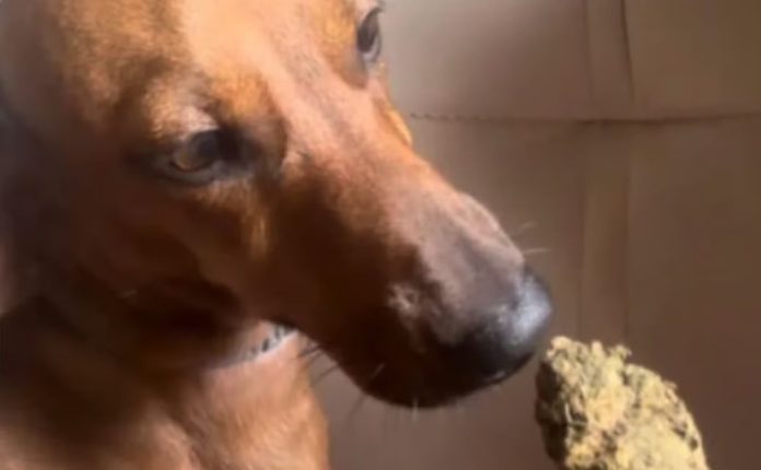 CACHORRO