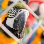 População de animais silvestres cai 73% em 52 anos, alerta relatório global