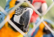 População de animais silvestres cai 73% em 52 anos, alerta relatório global