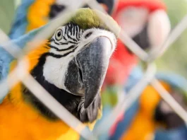 População de animais silvestres cai 73% em 52 anos, alerta relatório global